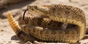 serpiente-cascabel