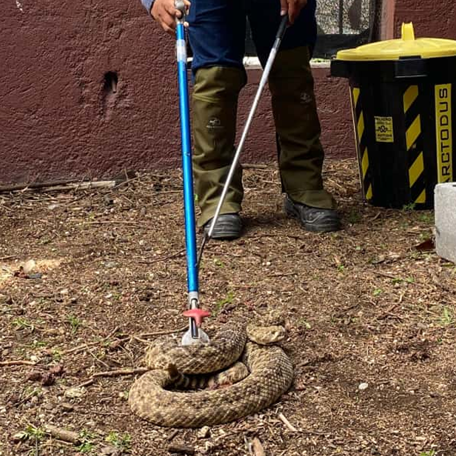 Condiciones y limitaciones legales para el manejo de fauna silvestre.